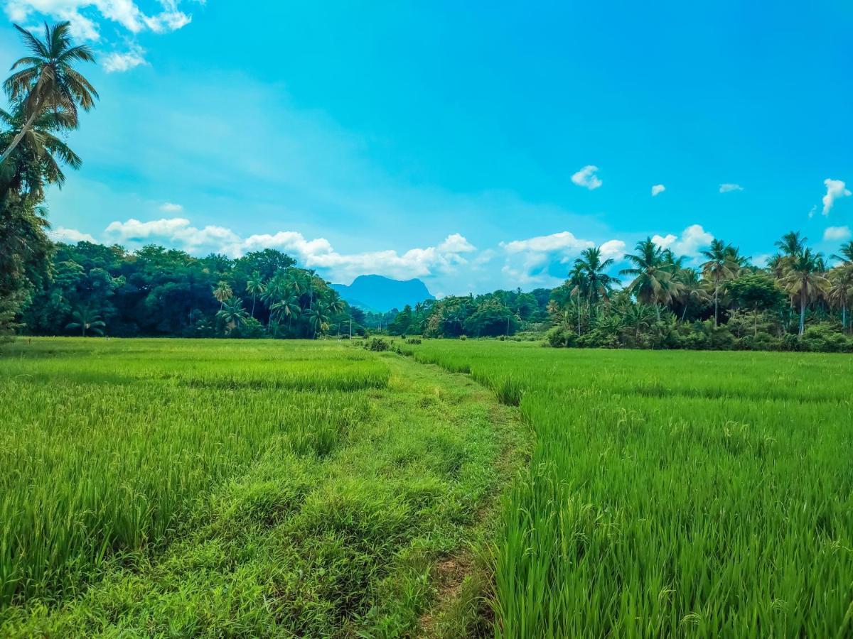 Peacock Village Pinnawala - Offer Alert! Elephant Welfare Program Ngoại thất bức ảnh