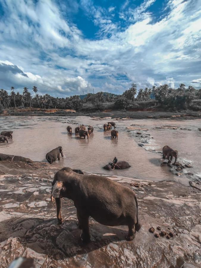 Peacock Village Pinnawala - Offer Alert! Elephant Welfare Program Ngoại thất bức ảnh
