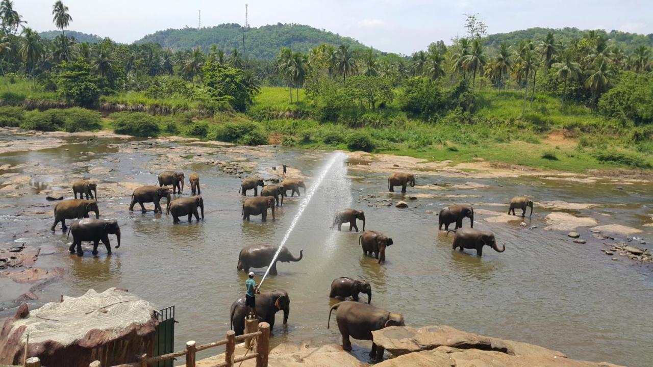 Peacock Village Pinnawala - Offer Alert! Elephant Welfare Program Ngoại thất bức ảnh