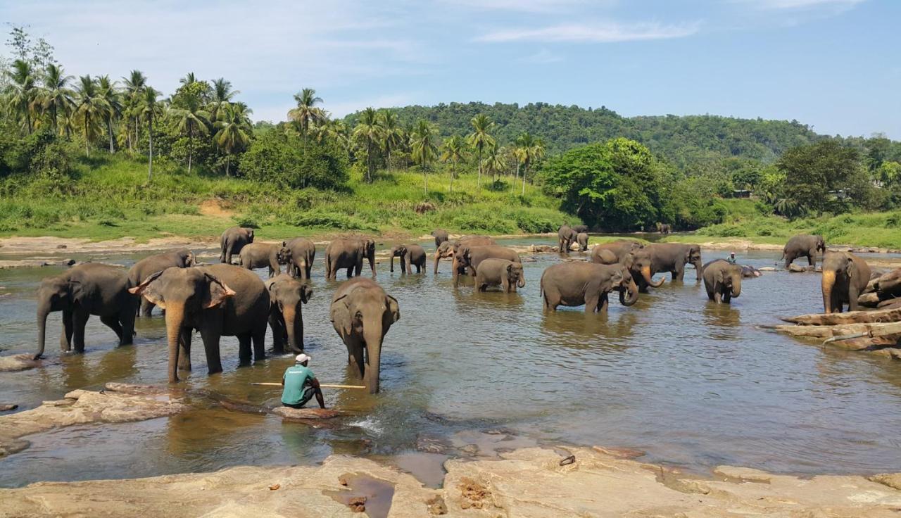 Peacock Village Pinnawala - Offer Alert! Elephant Welfare Program Ngoại thất bức ảnh