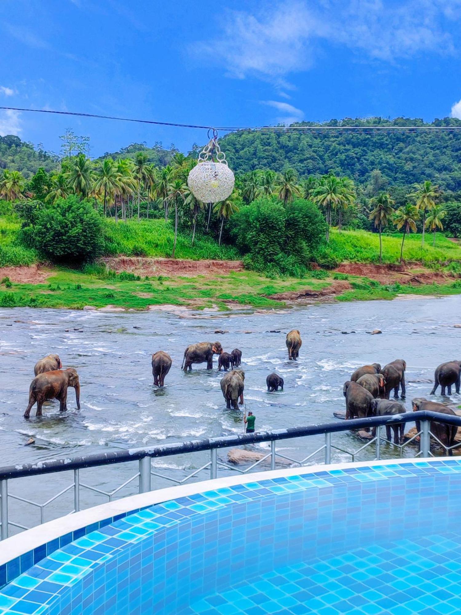 Peacock Village Pinnawala - Offer Alert! Elephant Welfare Program Ngoại thất bức ảnh